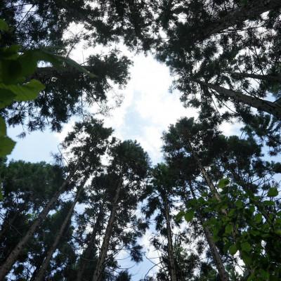 ふるさと納税 遠野市 森のともだち koppa (こっぱ) かっぱコール 木のおもちゃ・バードコール |  | 03