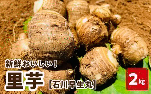 【2026年先行予約】新鮮おいしい！里芋（石川早生丸）2kg 6月お届け　C056-001