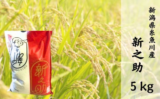 令和7年産 『新之助』 5kg 白米 大山農場 農家直送 2025年産 大山農場 減農薬 特別栽培米【米 お米 こめ コメ ブランド米 ご飯 ライス ふるさと納税米 5キロ しんのすけ 食品 人気 おすすめ 新潟県 糸魚川市】
