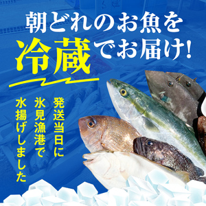 【8月配送開始】本州配送限定 産地直送 氷見漁港 朝どれ鮮魚お刺身セット定期便3ヶ月連続 平日配達希望　刺身