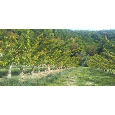 ふるさと納税 千曲市 【2026年先行予約】あんず おひさまコット(生食/皮ごとOK) 2kg |  | 02