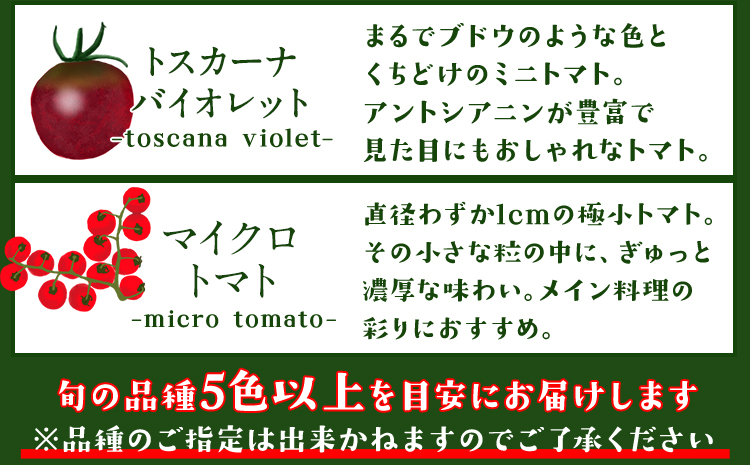 「ミヤザキファーム」 宝石とまと 熊本県氷川町産《12月上旬-6月末頃出荷予定》 小鈴 アイコ イエローアイコ オレンジ千果 みどりちゃん セレブスイート グリーンゼブラ 桃太郎ゴールド トスカーナバ