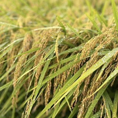 ふるさと納税 陸前高田市 令和7年産 白米 10kg 品種:たかたのゆめ まーちゃんファーム 米 お米 精米 ブランド米 |  | 01