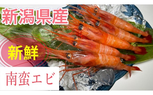 【11月以降発送】「南蛮エビ（甘エビ）」650g 新鮮！県北寝屋漁港直送！ 1043005 海老 えび 冷凍
