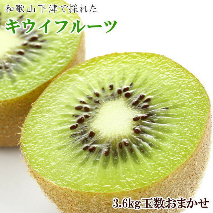 和歌山の下津で採れたキウイフルーツ約3.6kg（玉数おまかせ・秀品）※2024年1月中旬～3月上旬頃に順次発送予定