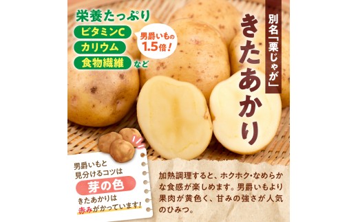【先行予約】2026年9月下旬発送 北海道産 じゃがいも きたあかり 10kg 別名「栗じゃが」 甘くておいしい ジャガイモ 芋 いも 秋野菜 季節の野菜 直送農場 北海道雨竜町産 サイズ混同 野菜 