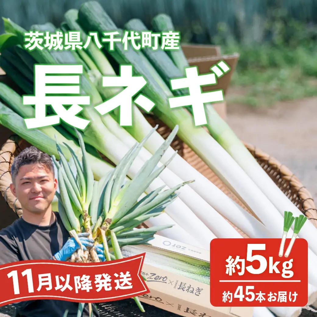 2026年11月下旬以降発送 長ネギ 約5kg 約45本 農家直送 