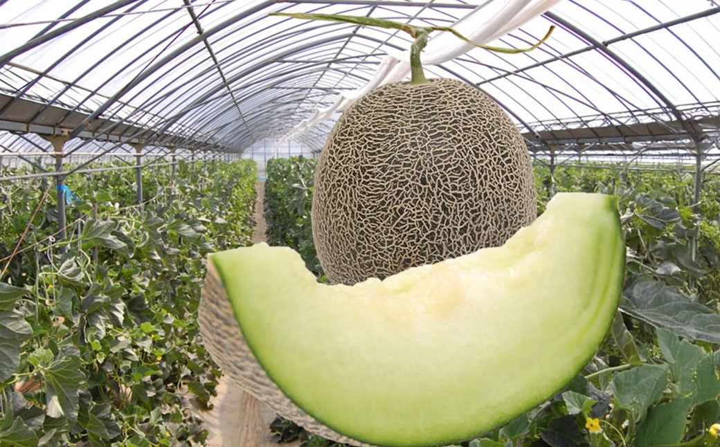 肥後グリーンメロン 2玉 （約3～4kg）
