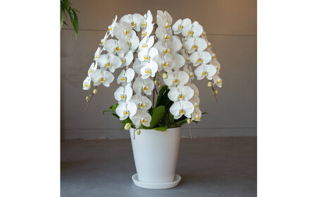 胡蝶蘭大輪5本立ち（1本につき10〜13輪蕾込）