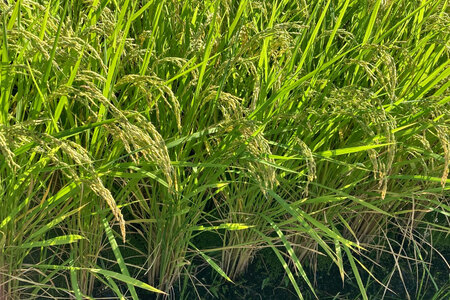 【3回 米 定期便 】 武川米 コシヒカリ 5kg×3回 総計15kg / 梨北農業協同組合 / 山梨県 韮崎市 [20741437] こしひかり お米 おこめ こめ コメ ご飯 ごはん 精米 白米 