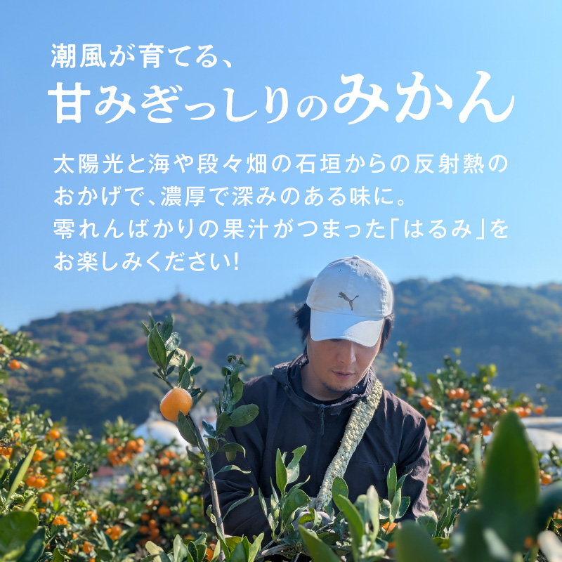 DZ6219_【2026年先行予約】訳あり 家庭用 はるみ 和歌山 有田 2S～3Lサイズ混合 約2kg