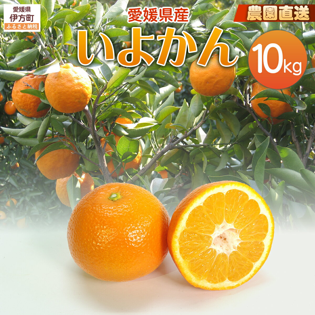 【ふるさと納税】【栽培期間中農薬不使用】【先行受付】【数量限定】農園直送！愛媛県産 いよかん 10kg （2026年1月上旬頃より順次発送） 【ふるさと納税 人気 おすすめ 柑橘 みかん 蜜柑 いよかん 伊予柑 フルーツ 果物 産地直送 ギフト 愛媛県 伊方町 送料無料】 IKTG016
