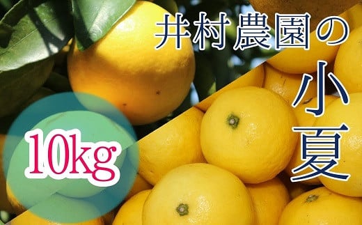 
            R8.4月中旬以降発送 ご贈答◎ ギフト◎ 小夏 10kg 10キロ 日向夏 みかん ミカン 柑橘 フルーツ こなつ コナツ ﾆｭｰｻﾏｰｵﾚﾝｼﾞ おやつ デザート 美味しい おいしい 国産 プレゼント 井村農園【R01491】
          