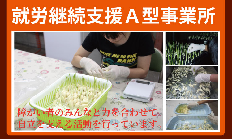 発芽ニンニクのたまり漬け（3パック） 健康志向 無臭  にんにく 社会福祉 臭いが少ない ニンニク