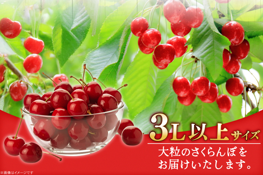 【期間限定発送】 さくらんぼ 置賜産 紅王 特秀 3L 以上 500g [JA山形おきたま 山形県 高畠町 tk06ays870053] サクランボ チェリー 山形 果物 フルーツ くだもの