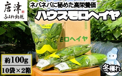
            『先行予約』【12月上旬より順次発送】冬穫れハウスモロヘイヤ 100g×10袋×2箱 ネバネバ 高栄養価（βカロテン/各種ビタミン/カルシウム/カリウム/葉酸など) 定番おひたし 和洋中の各種スープ 色んなお料理のソースにも 野菜 ねばねば
          