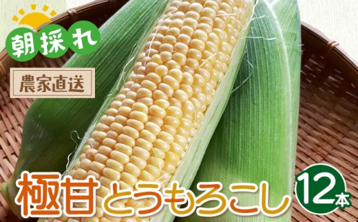 【朝採れ】一度食べたらやみつき！ 極甘とうもろこし 12本 | ゴールドラッシュ 夏野菜 旬 新鮮 産地直送 ※2026年7月～発送