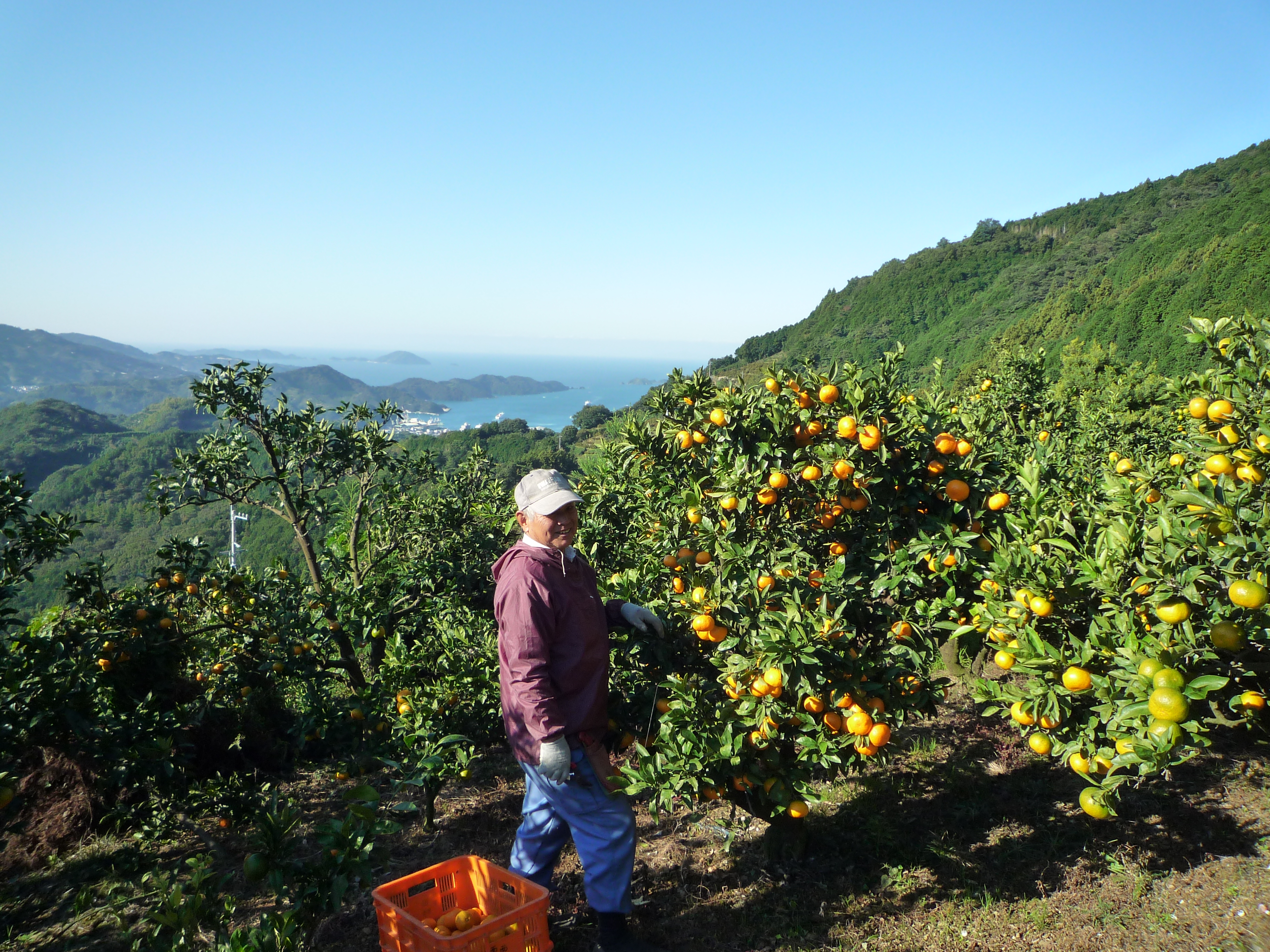 ジューシーゴールド（河内晩柑）　ご家庭用　４kg