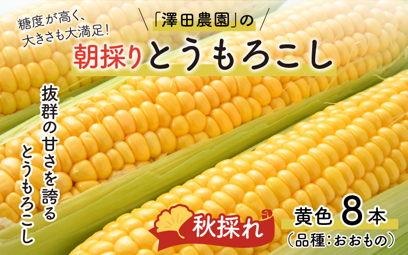 
            【先行予約】秋とうもろこし 8本 おおもの 黄色 朝採り ／ 期間限定 数量限定 ハウス栽培 産地直送 甘い スイートコーン とうもろこし 野菜 あわら ※2025年10月10日より順次発送
          