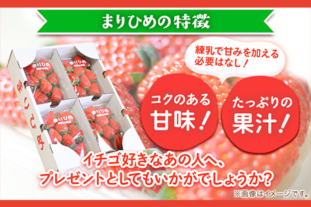 苺 いちご まりひめ 約1kg(約260g×4パック) 