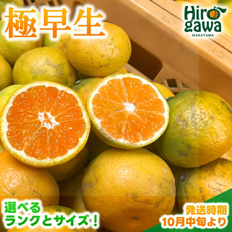 【ふるさと納税】 有田みかん 極早生 選べるランクと内容量 / 減農薬 柑橘 果物 フルーツ ※10月中旬〜11月下旬頃に順次発送予定
