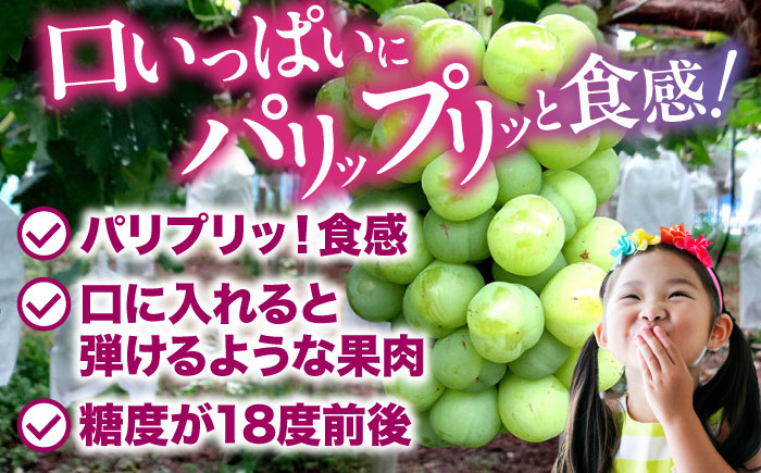 【先行予約】【2025年8月下旬から順次発送】瀬戸ジャイアンツ 2kg（4から6房）愛媛県大洲市/有限会社ふじブドウ園 [AGDB003]