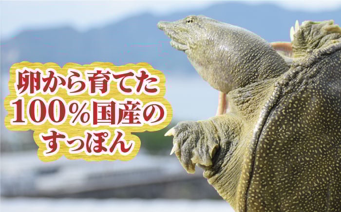 飼料に使われている江田島産オリーブの葉