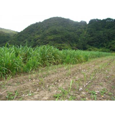 ふるさと納税 瀬戸内町 奄美きび酢 700ml×3本 |  | 02