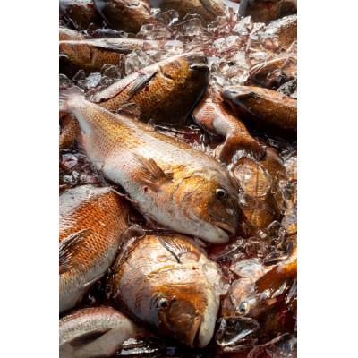 ふるさと納税 沼津市 沼津産マダイづくしセット　(鯛ごま茶漬け6、鯛煮付け6、鯛お刺身2・鯛しゃぶ約3人前・鯛みそ80g) |  | 03