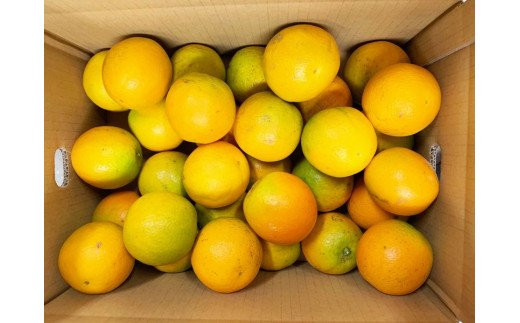 【国産　訳あり】希少　バレンシアオレンジ　7kg【ご家庭用】　※2025年6月下旬頃～2025年7月上旬頃順次発送予定 みかん ミカン 蜜柑 フルーツ【uot712】