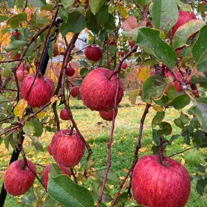 秋田県産 りんご ふじ 5kg 最高の甘味と香り 産地直送【BARUバイオジャパン吉村(株)】[B7-9903]