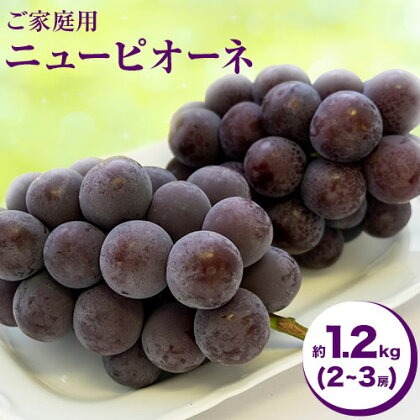 【先行予約】ご家庭用 岡山県産 ニューピオーネ 約1.2kg 2-3房 晴れの国 おかやま館(つむぐ株式会社)《8月下旬-10月上旬頃出荷》岡山県 浅口市 ぶどう 葡萄 果物 フルーツ 送料無料【配送不可地域あり】（離島）
