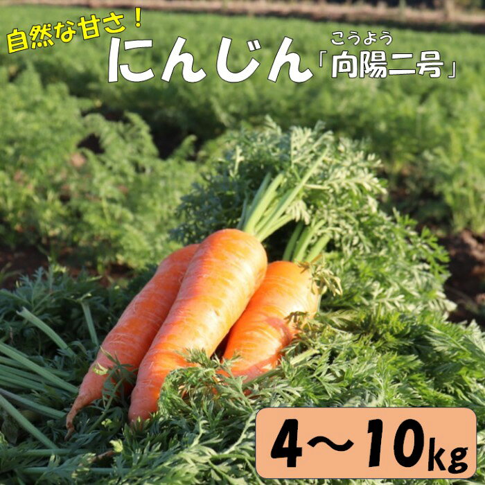 【ふるさと納税】【選べる容量】農家直送 人参 向陽二号 A品 ( 4 / 10kg ) にんじん 人参 ニンジン 野菜 やさい 根菜 農家直送 直送 向陽二号 鹿児島県産 鹿児島県 薩摩川内市 送料無料 【2026年12月上旬-2027年2月下旬発送予定】