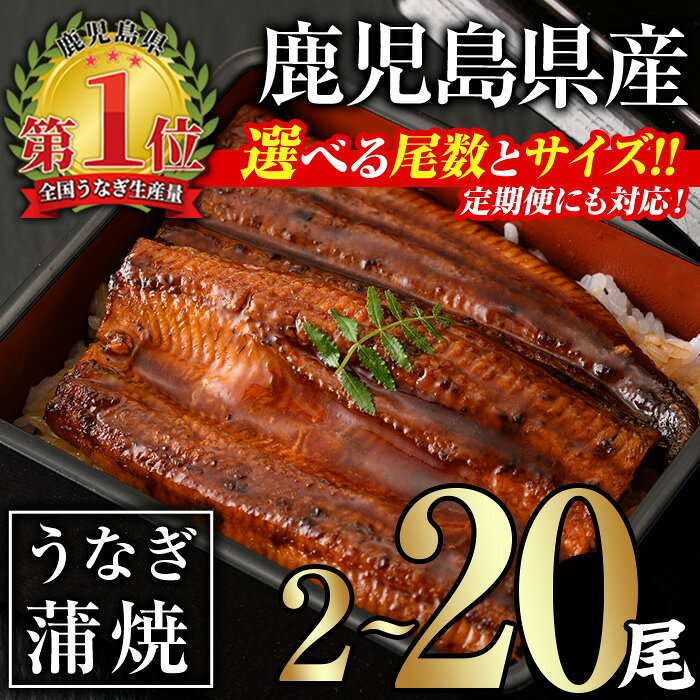 【ふるさと納税】＜サイズ・尾数・配送回数が選べる！＞無投薬！鹿児島県産うなぎ蒲焼セット(計280g以上〜計2.4kg以上 / 定期便 全3回 計840g以上・140g以上×2尾×3回) タレ・山椒付き 鰻 うなぎ 蒲焼 うな重 ひつまぶし ご褒美【西日本養鰻】