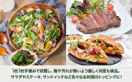 手摘み ミックスベビーリーフ 50g 10袋 ベビーリーフ 野菜 ヤサイ 旬の野菜 葉物野菜 生野菜 ハーブ 緑 彩り 柔らかい 手軽 サラダ サンドイッチ トッピング アクセント はーとふる農園 国