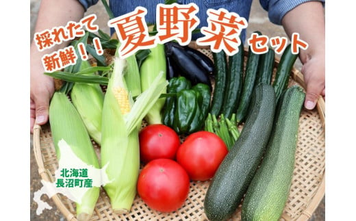 
【2024年８月中旬発送】北海道長沼町の夏野菜セット
