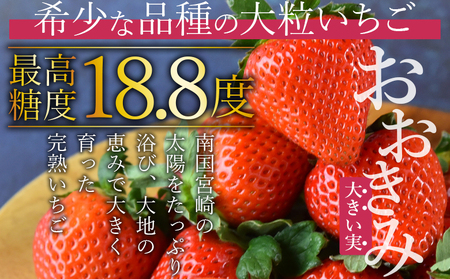 ＜高級いちご「おおきみ」（9～12粒×1パック約380g以上）化粧箱入り＞2025年1月上旬～4月末迄に順次出荷【 いちご イチゴ 苺 先行予約 甘い 大きい 果物 フルーツ 季節物 】【a0283_