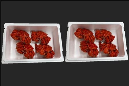 【北海道根室産】花咲がに姿350～450g×8尾 B-01050