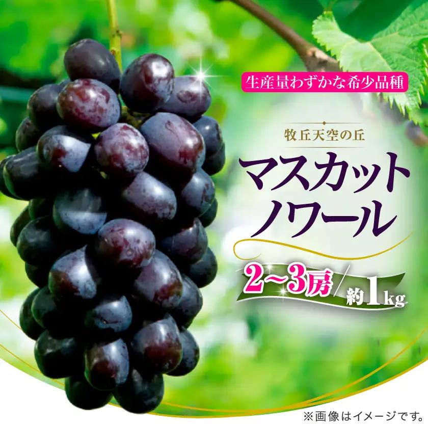 【2025年先行受付】10月下旬より発送「幻の牧丘天空マスカットノワール」約1kg(2～3房)【配送不可地域：離島】【1579849】
