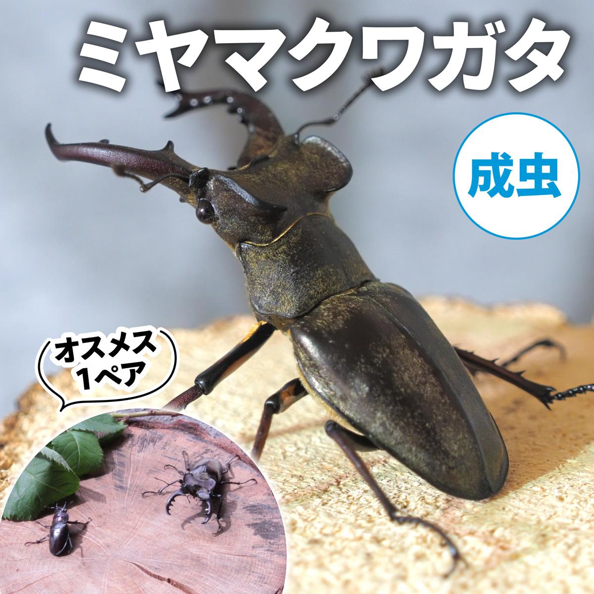 【ふるさと納税】【配送期間は2026年6月下旬～8月上旬に随時配送】ミヤマクワガタ（成虫）オスメス1ペア　お届け：2026年6月下旬～8月上旬