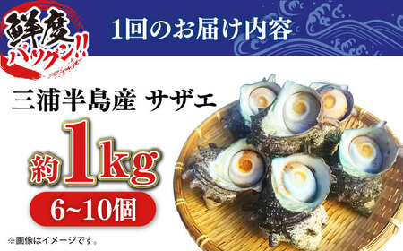 定期便 3ヶ月 サザエ 1.0kg 6～10個 三浦半島 さざえ 栄螺 獲れたて 新鮮 つぼ焼き アウトドア BBQ バーベキュー おつまみ ツマミ 貝 海鮮 魚介 魚介類 旬 おかず 活 活サザエ