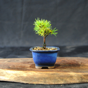 赤石の泉 赤石五葉松（鉢植え） F-154
