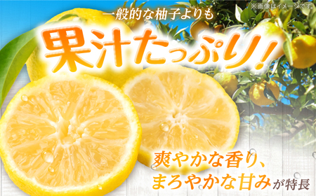 【訳あり】【先行予約】【11月中旬から12月中旬に順次発送】 種なし柚子 約3kg（約45個から65個）ゆず 種無し ユズ 訳あり 家庭用 柚子 種なし 三次市/小さなくだもの畑[APAQ004]