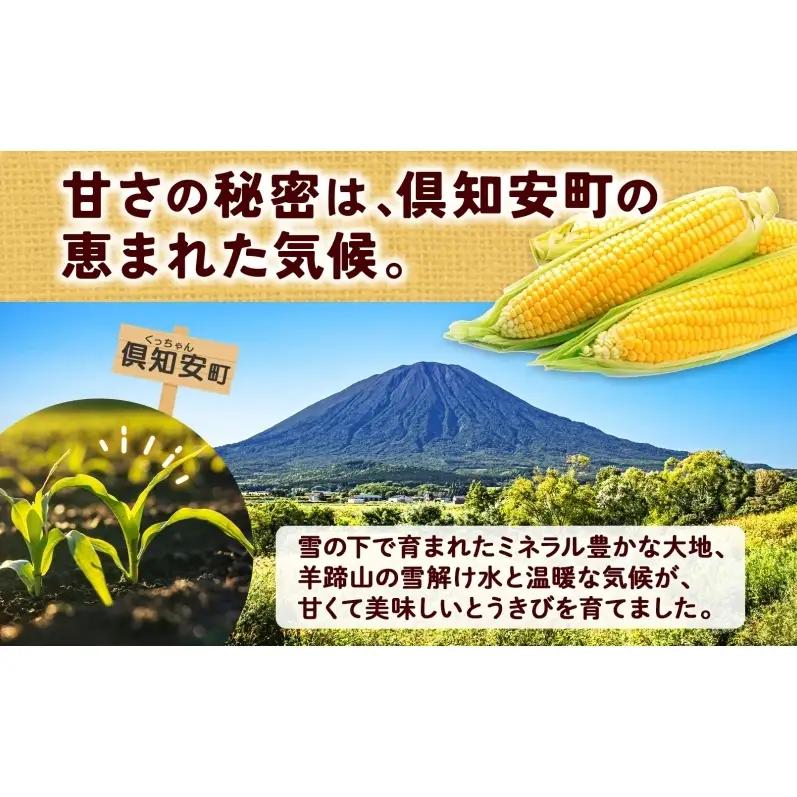 とうもろこし 北海道産 恵味 朝もぎ 2Lサイズ とうもろこし【13本 約5kg】