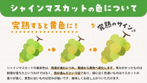 【 先行予約 】 シャインマスカット 約1.2kg  (茨城県共通返礼品 石岡市） 開田ぶどう園 産地直送 フルーツ 甘い 直送 茨城 限定 ギフト ぶどう [DO004sa]