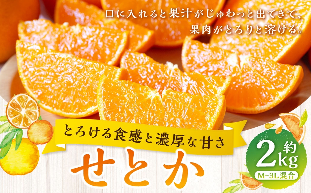 
                  【 とろける食感と濃厚な甘さ 】 せとか 約2kg みかん ミカン 柑橘 柑橘類 柑橘系 くだもの 果物 フルーツ 果実 果汁 果肉 国産 愛媛県産 【 2027年2月上旬～4月下旬発送予定 】 ( 1044 )
                