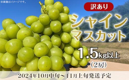 
            【訳あり】シャインマスカット 2房（1.5kg以上）【2025年10月中旬～11月上旬発送予定】（星のさと・ぶどう工房）
          