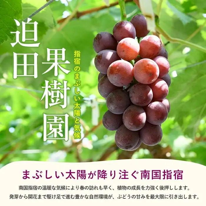 2026年7月上旬～発送 ぶどう 竜宝・藤稔の2種 約2kg 迫田果樹園 IB064-008 ぶどう ぶどう