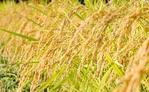 豊かな自然が生み出す美味しさ