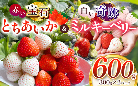 真岡市産 赤い宝石「とちあいか」・白い奇跡「ミルキーベリー」セット 600g | 紅白 赤 白 苺 strawberry ストロベリー おいしい 甘い ジューシー 贈答用 プレゼント ご褒美 スイーツ おやつ 高評価 人気 レビュー 栃木県 真岡市 日本一 送料無料